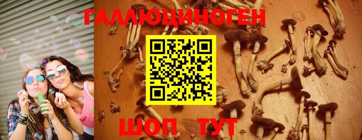 Псилоцибиновые грибы GOLDEN TEACHER Котовск